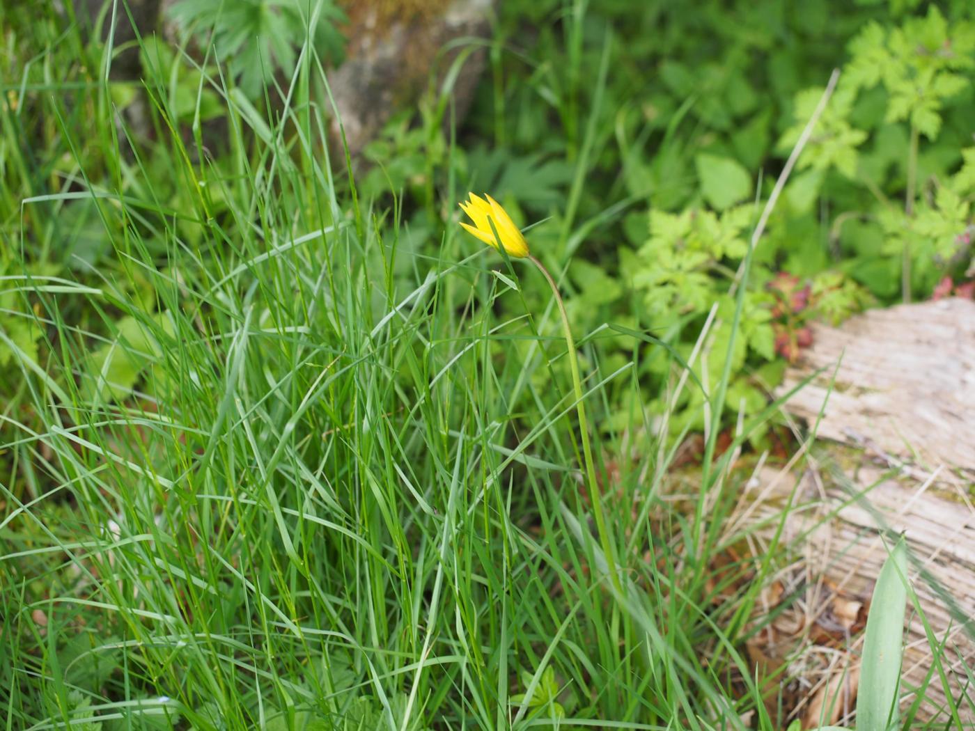 Tulip, Wild plant